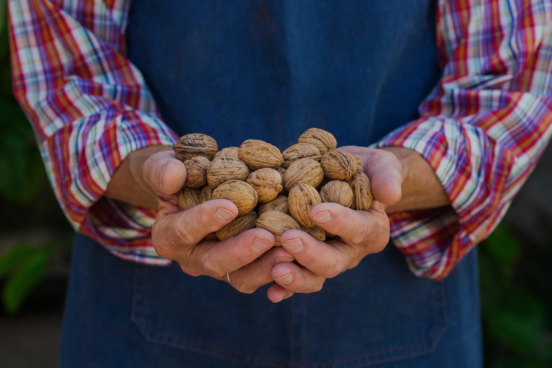 A pair of hands holding a pile of whole California walnuts, worn in a plaid shirt and denim apron.